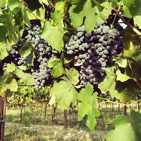 Tenuta I Musi Lunghi Frühstückspension