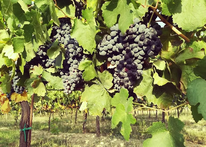 Tenuta I Musi Lunghi فندق مبيت وإفطار